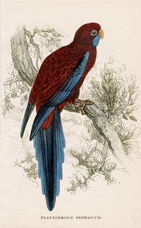 Edward Lear Parrot Prints 1842 Platycerus pennantii - Panteek Antique Prints