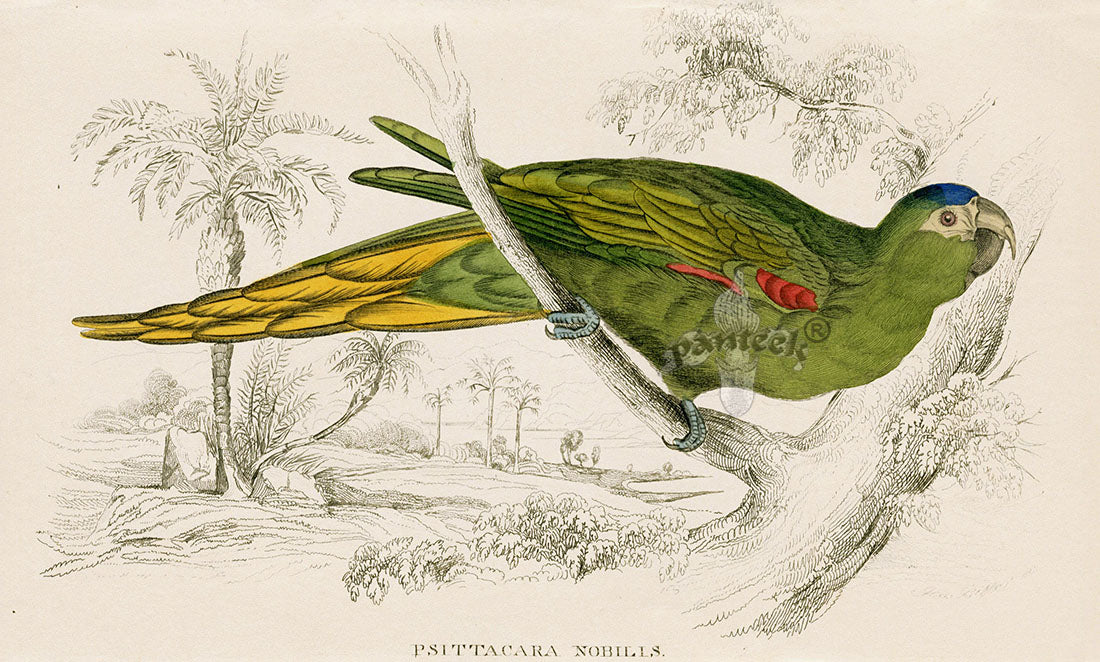 Edward Lear Parrot Prints 1842 Psittacara nobilis