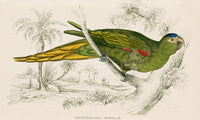 Edward Lear Parrot Prints 1842 Psittacara nobilis - Panteek Antique Prints