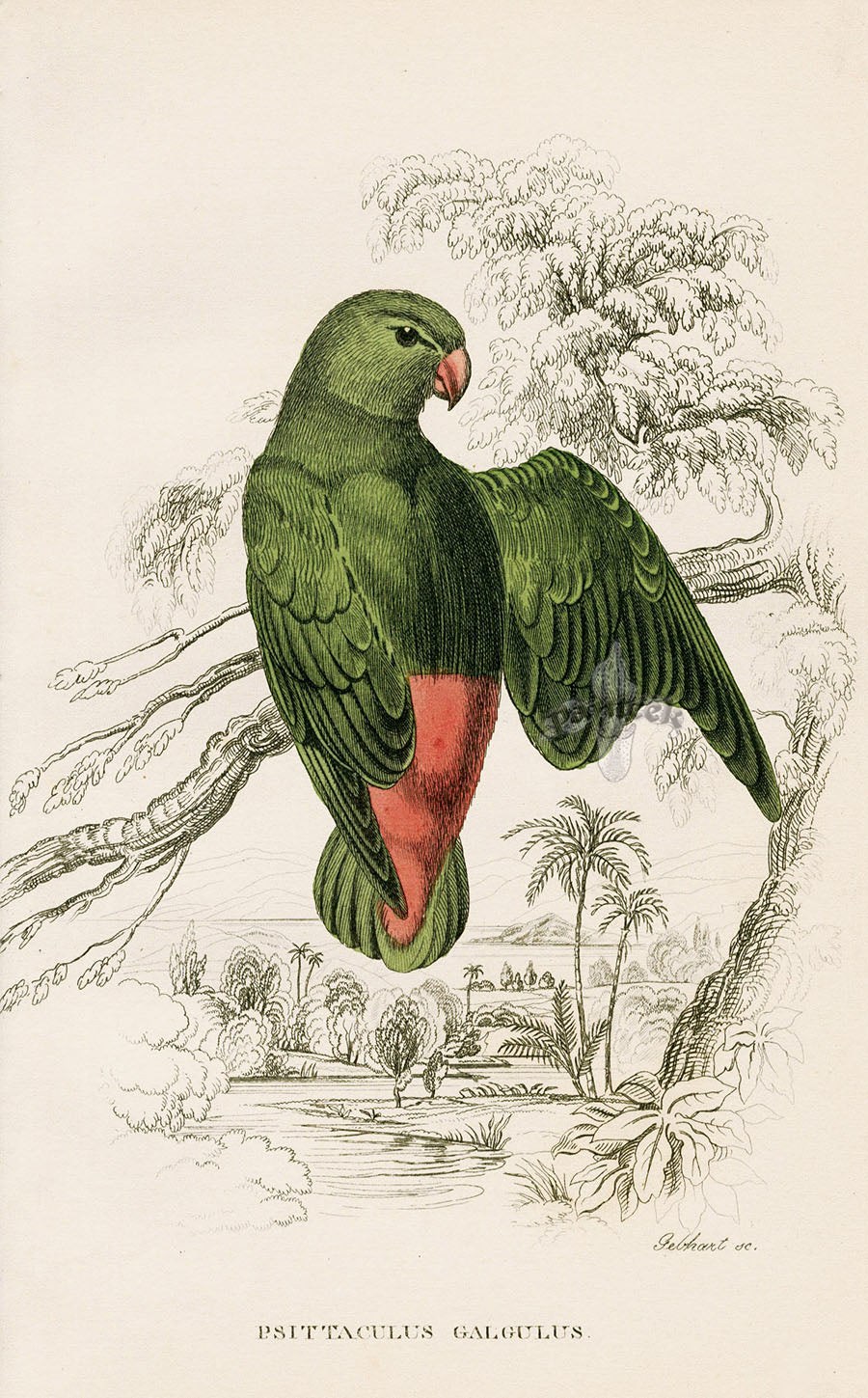 Edward Lear Parrot Prints 1842 Psittaculus galgulus