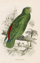 Edward Lear Parrot Prints 1842 Psittacus festivus - Panteek Antique Prints