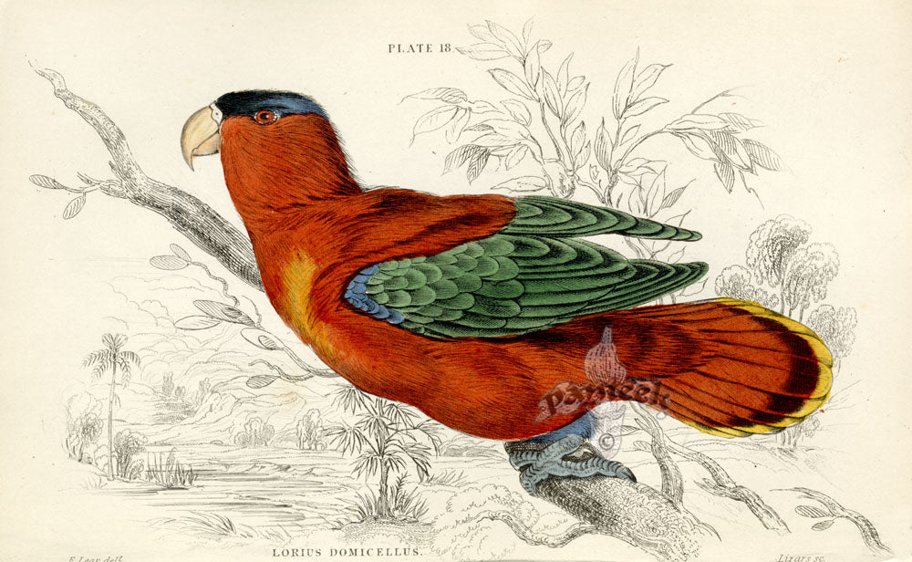 Edward Lear Parrot Prints 1842 Purple-capped Lory
