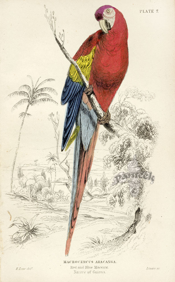 Edward Lear Parrot Prints 1842 Red and Blue Macaw