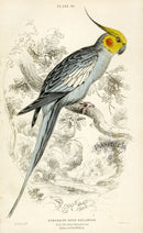 Edward Lear Parrot Prints 1842 Red-cheeked Nymphicus - Panteek Antique Prints