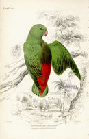 Edward Lear Parrot Prints 1842 Sapphire-crowned Psittacule - Panteek Antique Prints