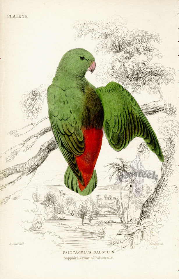 Edward Lear Parrot Prints 1842 Sapphire-crowned Psittacule