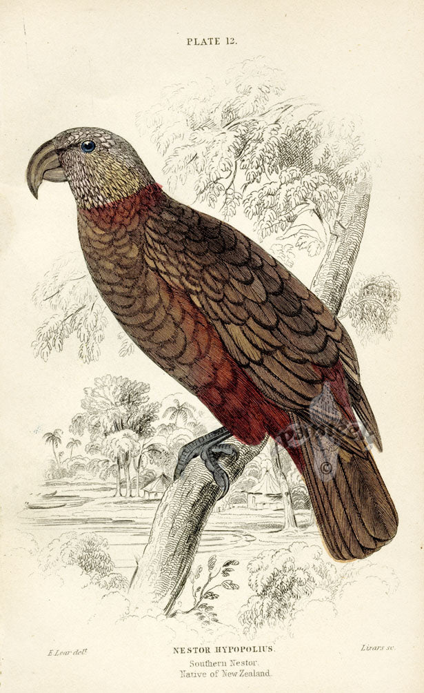 Edward Lear Parrot Prints 1842 Southern Nestor