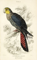 Edward Lear Parrot Prints 1842 Stellated Geringore - Panteek Antique Prints