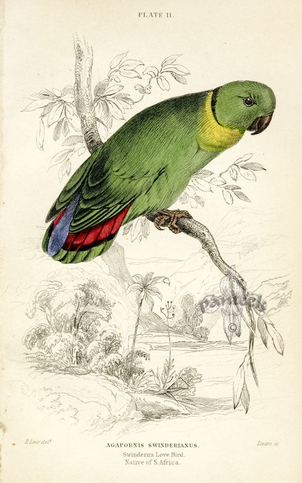 Edward Lear Parrot Prints 1842 Swindern's Love Bird