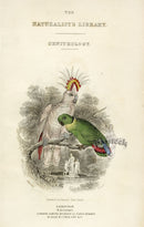 Edward Lear Parrot Prints 1842 Title Page Birds - Panteek Antique Prints