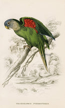 Edward Lear Parrot Prints 1842 Trichoglossus pyrrhopterus - Panteek Antique Prints