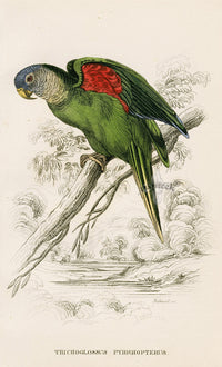 Edward Lear Parrot Prints 1842 Trichoglossus pyrrhopterus - Panteek Antique Prints
