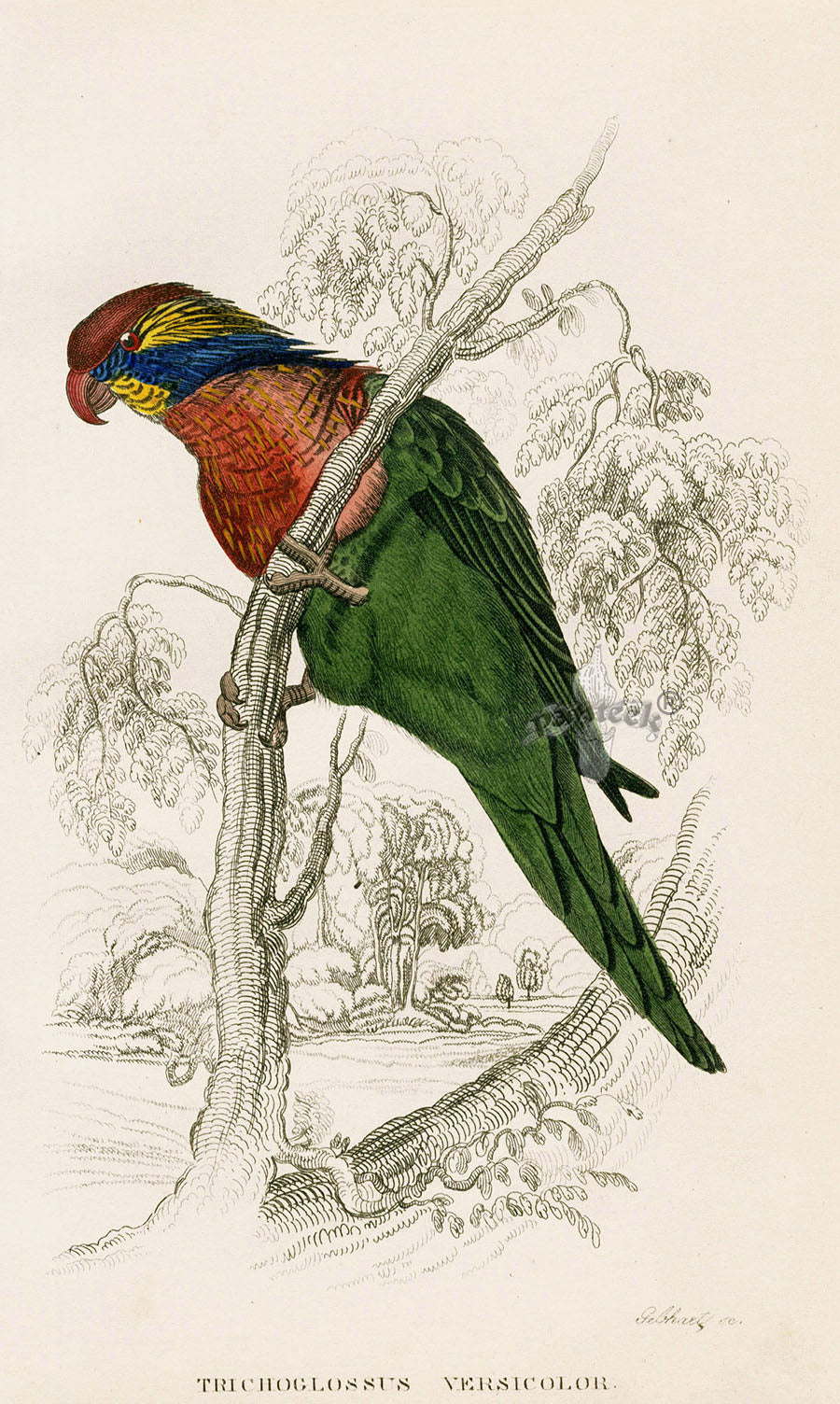 Edward Lear Parrot Prints 1842 Trichoglossus versicolor