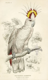 Edward Lear Parrot Prints 1842 Tricolor-crested Cockatoo - Panteek Antique Prints