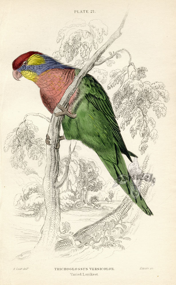 Edward Lear Parrot Prints 1842 Varied Lorikeet