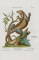 Edwards Seligmann Animal 1768 Anteater - Panteek Antique Prints