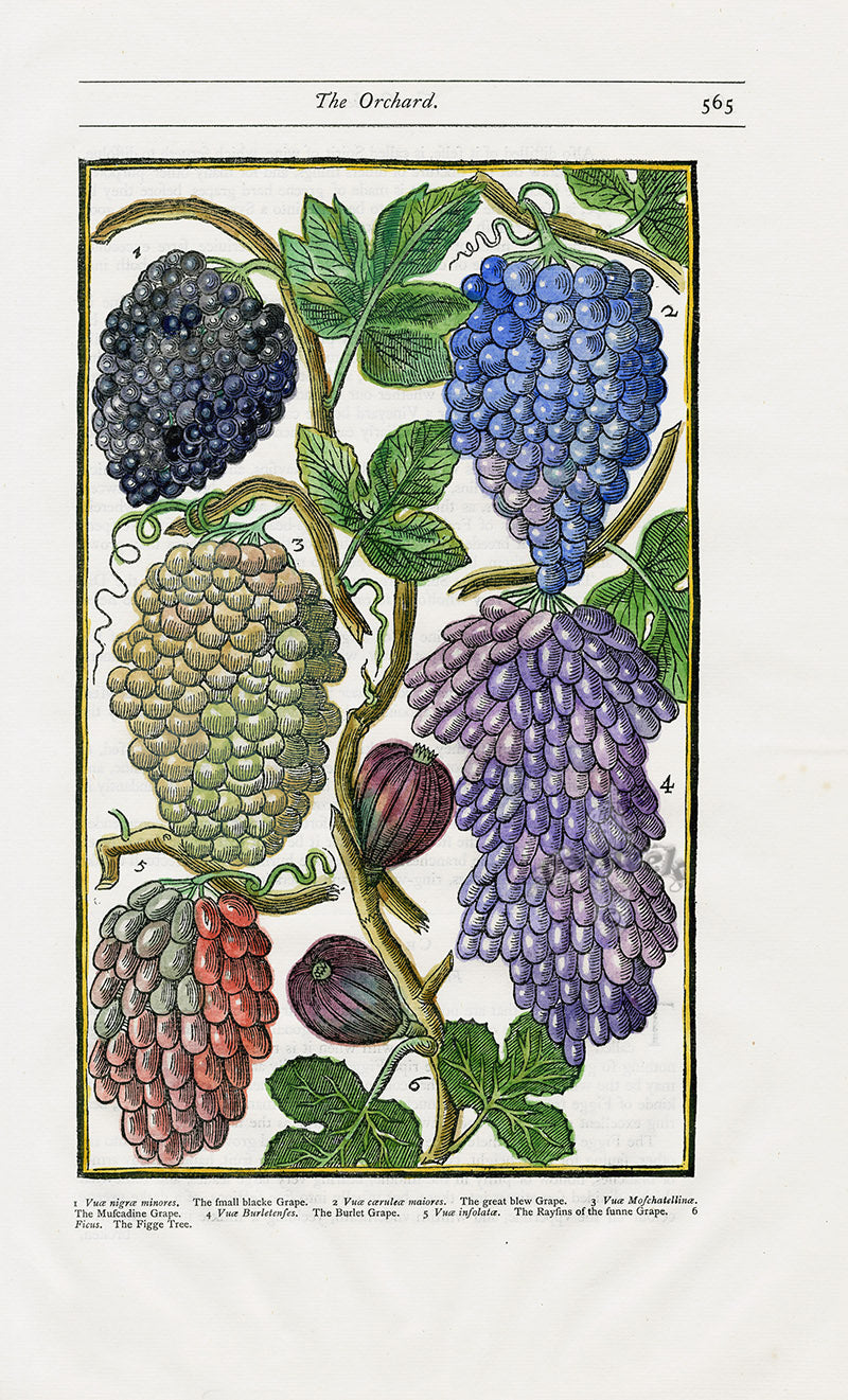 Parkinson Paradisi in Sole Herbals Grapes