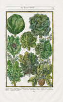 Parkinson Paradisi in Sole Herbals Cabbage, Lettuce
