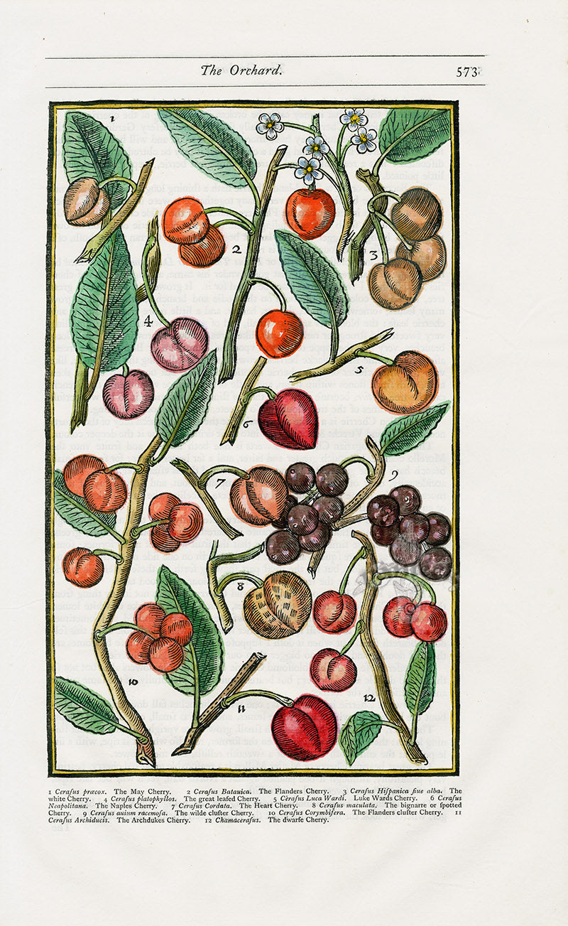 Parkinson Paradisi in Sole Herbals Cherry