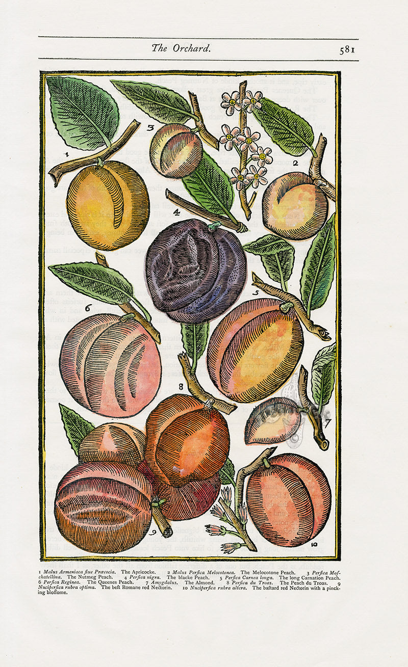 Parkinson Paradisi in Sole Herbals Peach, Apricot