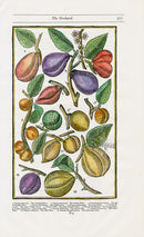 Parkinson Paradisi in Sole Herbals Plum