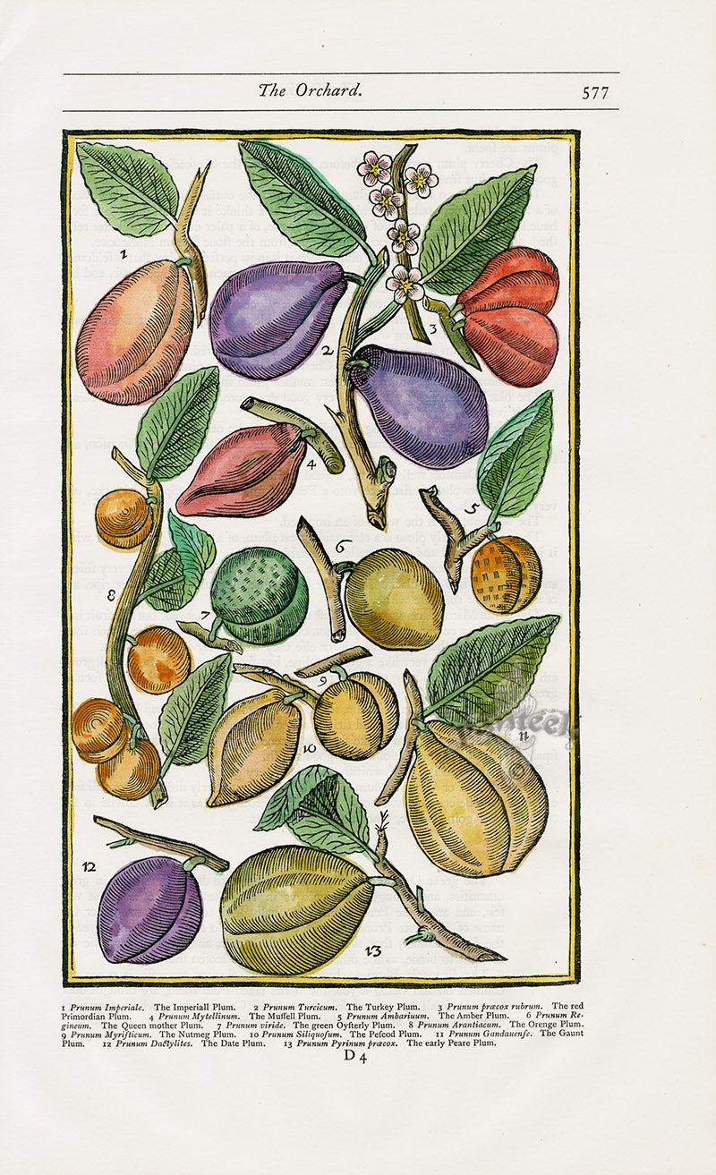 Parkinson Paradisi in Sole Herbals Plum