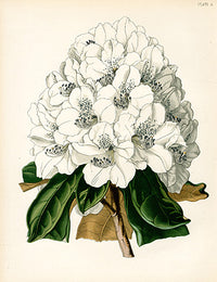 Paxton Flower Garden Print White Rhododendron - Panteek Antique Prints