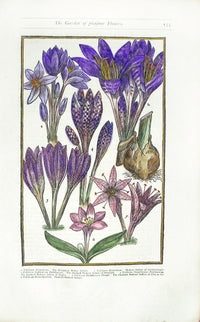 Parkinson Paradisi in Sole Herbals Meadow Saffron