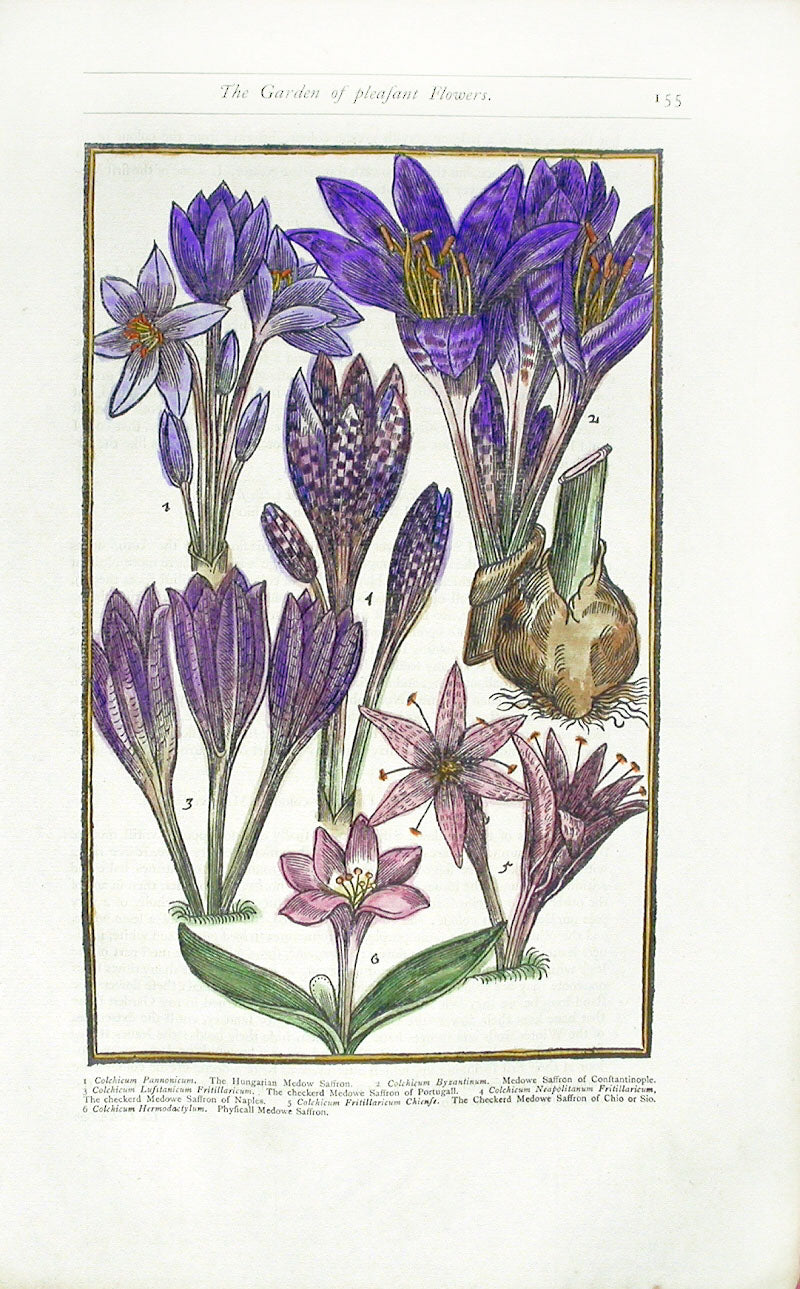 Parkinson Paradisi in Sole Herbals Meadow Saffron