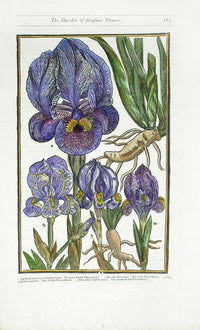 Parkinson Paradisi in Sole Herbals Iris
