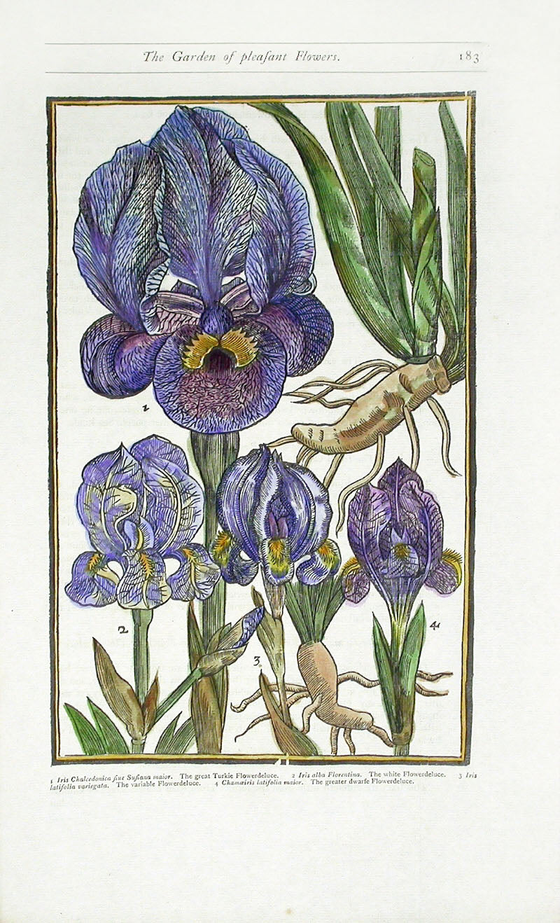 Parkinson Paradisi in Sole Herbals Iris