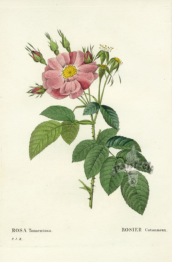 Redoute 1828 Rosa Tomentosa Original Octavo Rose Print
