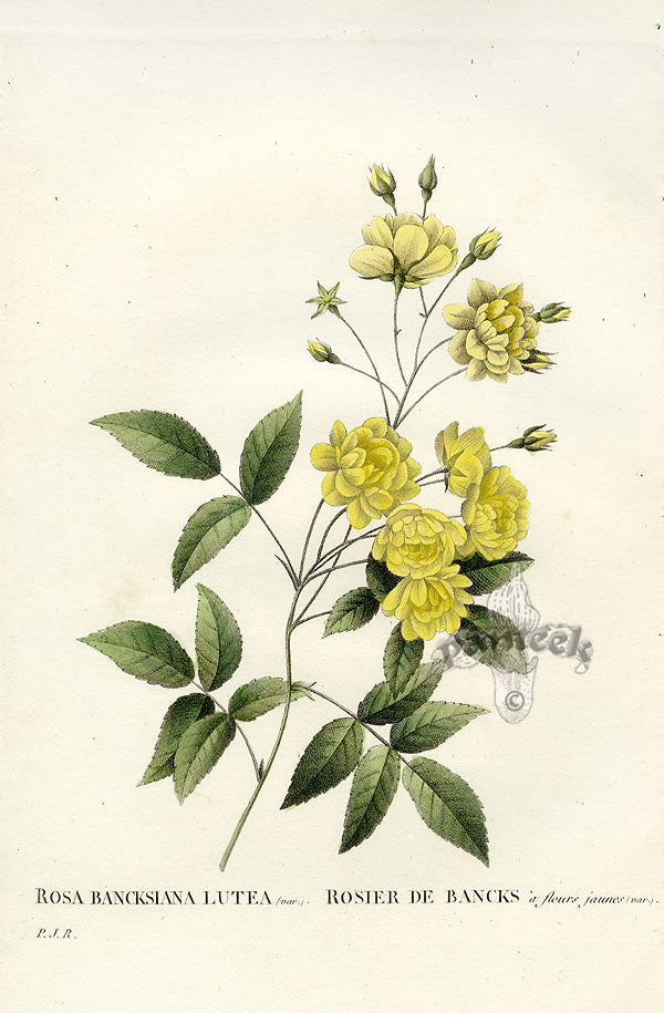 Redoute 1828 Rosa Banksia Original Octavo Rose Print
