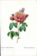 Redoute 1828 Duchesse Orleans Original Octavo Rose Print