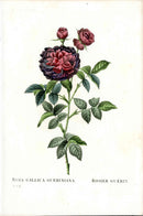 Redoute 1828 Rosa Gallica Original Octavo Rose Print