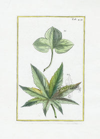 Rei Herbariae by Pitton de Tournefort Malva - Panteek Antique Prints