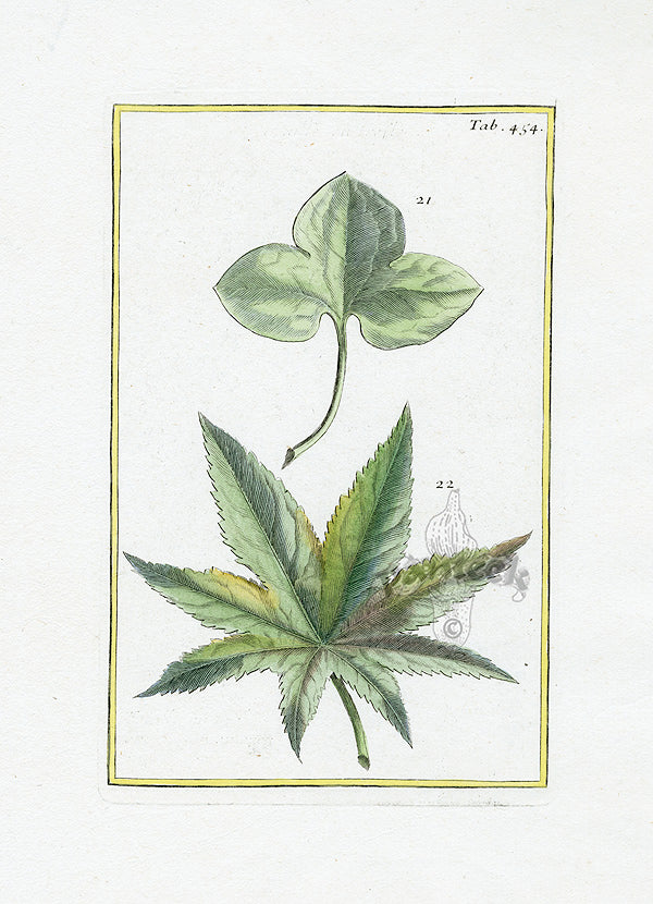Rei Herbariae by Pitton de Tournefort Malva