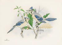 Rex Brasher Original 1930 1st Edition Birds America Print Blue Jay Pair, Oaks - Panteek Antique Prints