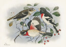 Rex Brasher Birds America 1930 1st Edition Print Rosebreast Grosbeak