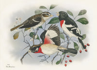 Rex Brasher Birds America 1930 1st Edition Print Rosebreast Grosbeak