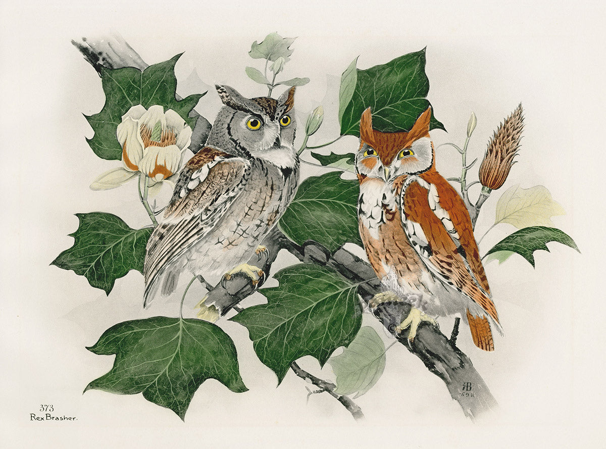Rex Brasher Birds America 1930 1st Edition Print Screech Owl, Tulip Tree - Panteek Antique Prints