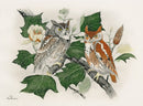 Rex Brasher Birds America 1930 1st Edition Print Screech Owl, Tulip Tree - Panteek Antique Prints