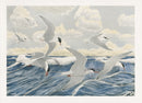 Rex Brasher 1930 Original 1st Edition Bird Print Artic Terns Magellans of Air - Panteek Antique Prints