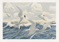 Rex Brasher 1930 Original 1st Edition Bird Print Artic Terns Magellans of Air - Panteek Antique Prints