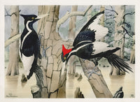 Rex Brasher Birds America 1930 1st Edition Print IvoryBill Woodpecker Extinct - Panteek Antique Prints
