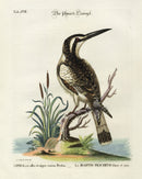Edwards Seligmann Bird Print Pied Kingfisher