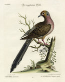 Edwards Seligmann Bird Print Mourning Dove