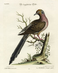 Edwards Seligmann Bird Print Mourning Dove