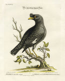 Edwards Seligmann Bird Print Black Chinese Starling