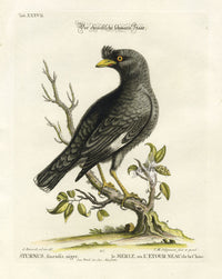Edwards Seligmann Bird Print Black Chinese Starling